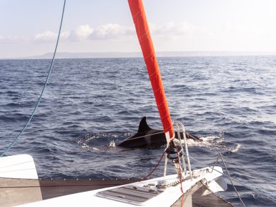 Neel 43 - Trimaran SailEazy - Attaque d'orque - Skipper mag